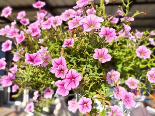 Petchoa hybrid pink flower closeup