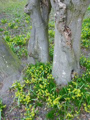 Obraz premium Blooming spring yellow goose bow at the foot of an old tree, selective focus
