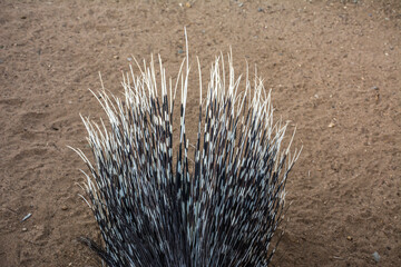 Crested porcupine