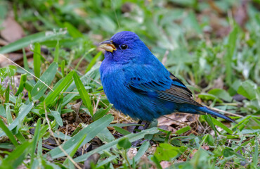 Indigo bunting (Passerina cyanea) feeding on the ground during migration in southern Texas, Galveston, TX, USA.