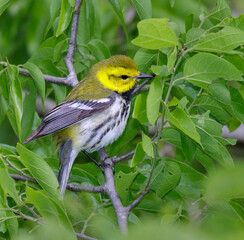 Black-throated green warbler (Setophaga virens) male feeding in a tree during spring migration, Galveston, Texas, USA.