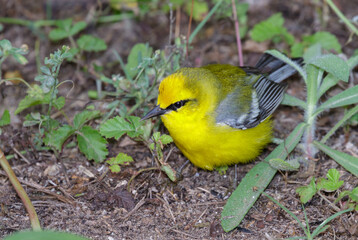 Blue-winged warbler (Vermivora cyanoptera) male feeding on the ground during spring migration, Galveston, Texas, USA.