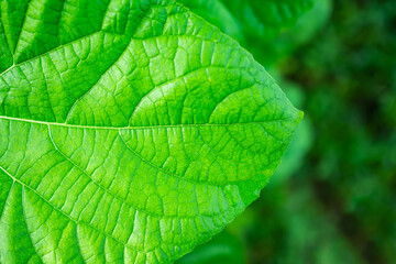 Structure leaves close up. green nature outdoor with leaf in park or forest.soil with dry ground blured. saving environment Earth Day, conservation,forest day, card for world earth concept.copy space.