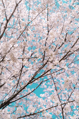 cherry blossom in spring