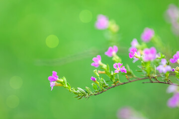 Blurry Flower Green Bokeh for Background.