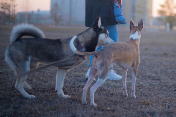 many dogs of different breeds for a walk