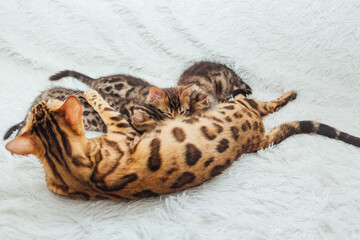 Bengal cat feeds her little kittens with breast