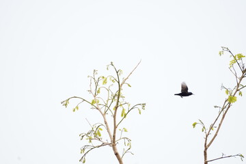 silhouette of a bird