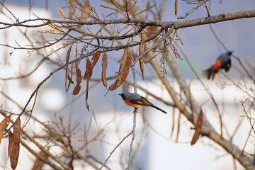 red winged blackbird