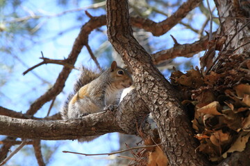 枝の上から下をのぞき込むリス
