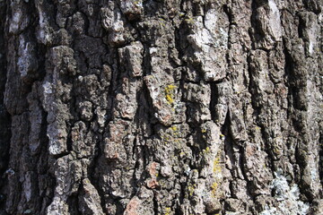Fototapeta na wymiar Bark of a tree trunk 