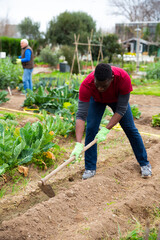 African american man gardener with mattock working in garden outdoor