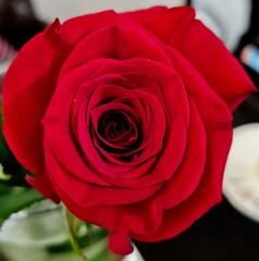 red rose close up