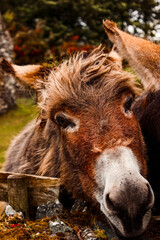 Obraz premium Ovelha irlandesa