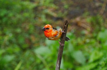 Red and orange bird perching on bamboo stick