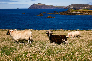 Ireland Landscape