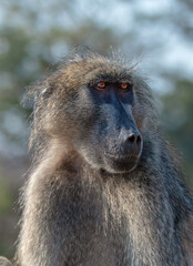 Baboon close up in Kruger National Park in South Africa RSA