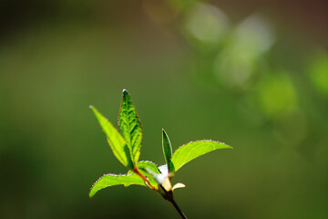 green leaves of a tree