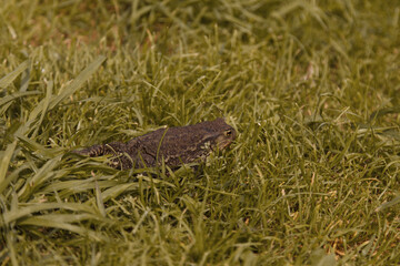 big brown frog in the grass