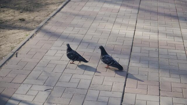Two pigeons walk along the path in the park one after the other step by step. Funny slow-motion shots