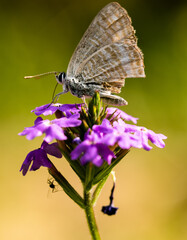 Close up shot of a butterfly on a flower