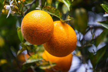 close-up beautiful orange tree with orange large round oranges surrounded by many bright green leaves, soft focus