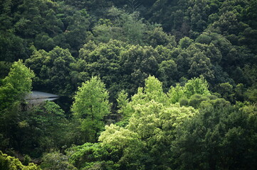 A beautiful vibrant in one spring afternoon in the forest.