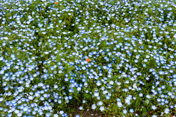 Full blooming of baby blue eyes (Nemophila menziesii) at Maishima island in Osaka, Japan