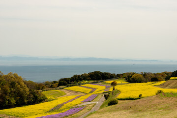View of rapeseed field in Awaji island in Japan at full blooming timing in spring