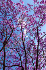 Viendo al cielo atraves de un árbol de Jacaranda