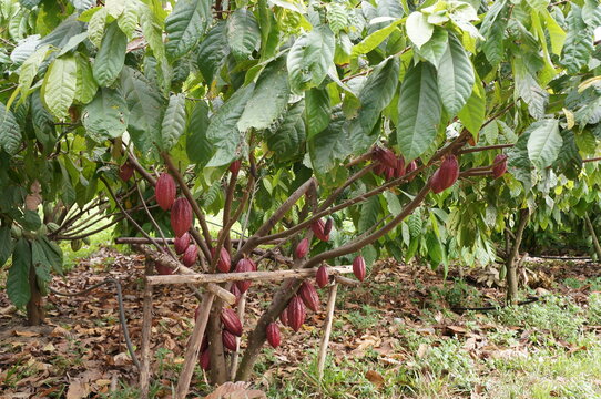 Cacao Tree (Theobroma cacao). Organic cocoa fruit pods in nature.