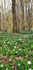 meadow of spring snowdrops in the forest