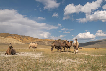 camels herd graze steppe mountains