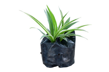 Seedling spider plant or chlorophytum bichetii (Karrer) backer growing in black plastic bag isolated on white background included clipping path.