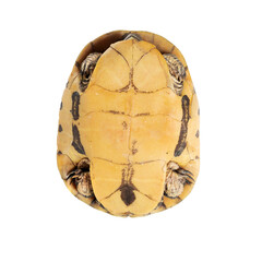 The Chicken Turtle (American Snake Necks)  isolated on white background. Deirochelys reticularia, bottom view,  plastron