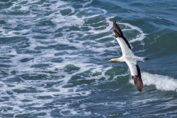 seagull in flight