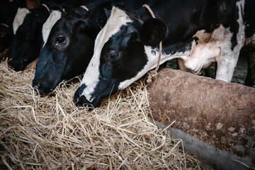 Cow Feeding Grazing Grass in Dairy Cattle Farm, Business Livestock and Agriculture Entrepreneur....