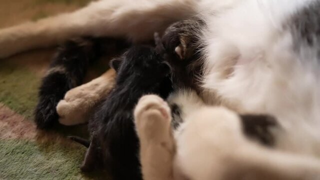 Cute Newborn Kittens Breastfeeding with Tired Mother Cat