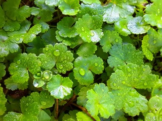 green grape leaves