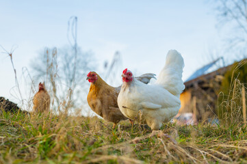 Fototapeta premium freilaufende Hühner auf Wiese