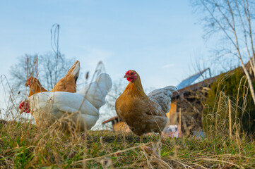 freilaufende Hühner auf Wiese