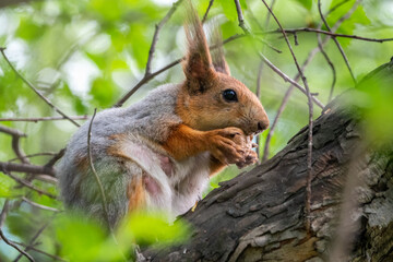 The squirrel with nut sits on a branches in the spring or summer.