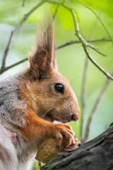 Fototapeta premium The squirrel with nut sits on a branches in the spring or summer. Portrait of the squirrel close-up