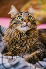 Naklejka premium The fluffy cat looks up and lies on a soft blanket. Big green eyes and a long mustache.