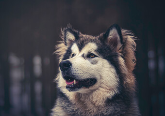 Creative portrait of Alaskan Malamute boy in a dark forest. Modified colors add a dreamy mood to the picture. Selective focus on the eyes of the dog, blurred background.