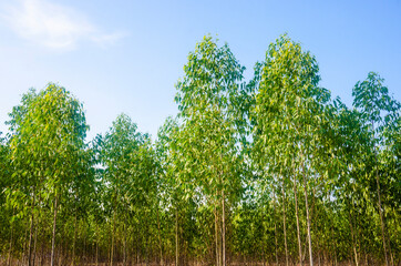 Eucalyptus plantations in Thailand, a balm for farmers and paper industry.