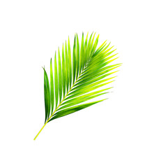 Fototapeta premium green leaves of palm tree isolated on white background