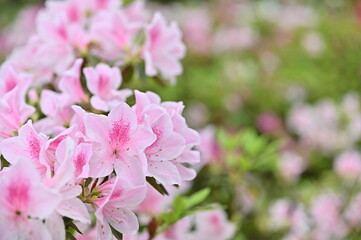 The beautiful pink azalea on the spring day.
