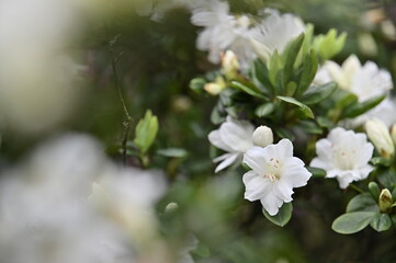 The beautiful white azalea on the spring day.