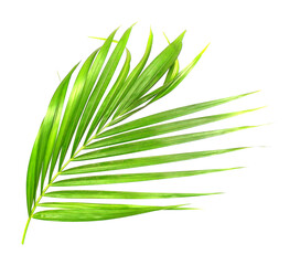 green leaf of palm tree isolated on white background